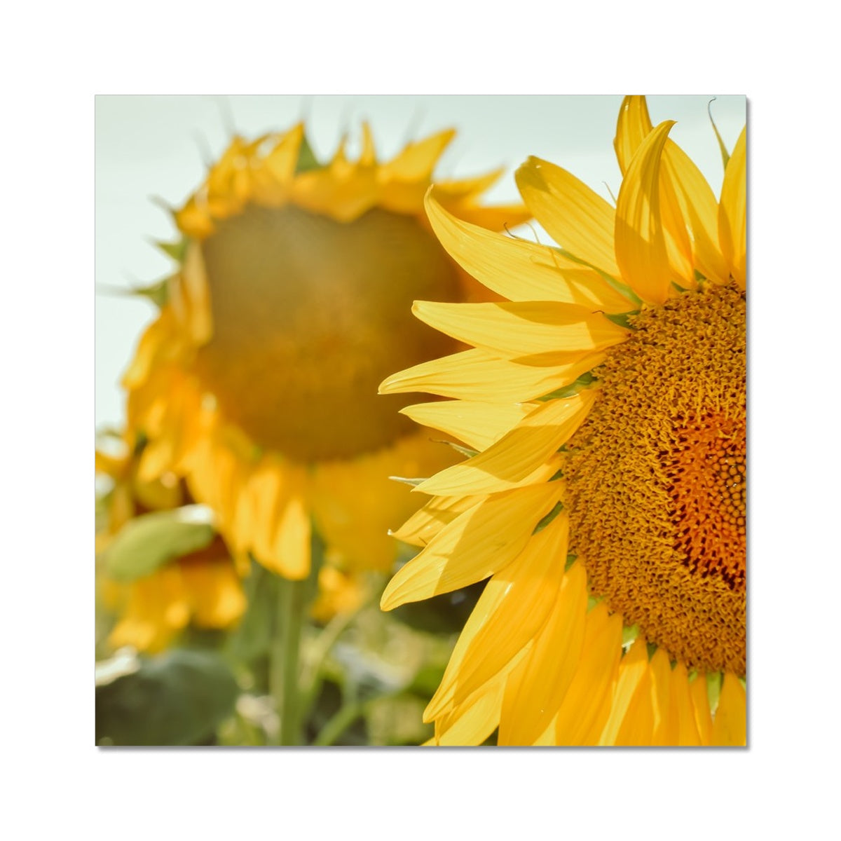 Sunflowers Photo Art Print