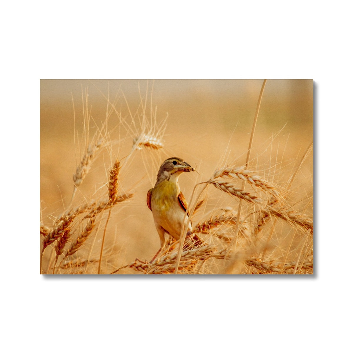 Meadowlark Canvas