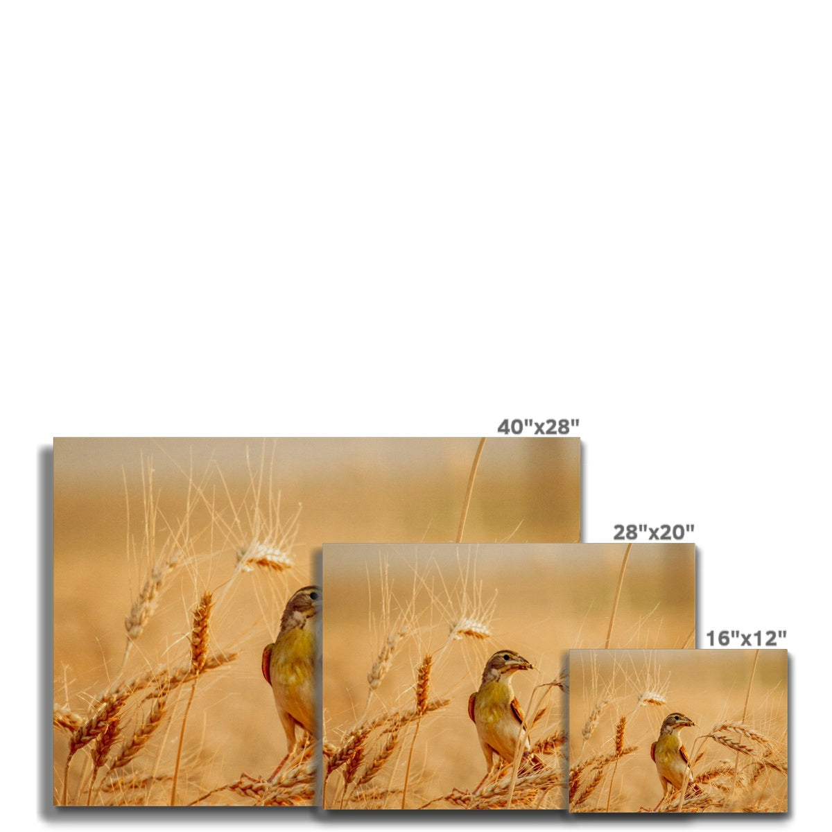 Meadowlark Canvas