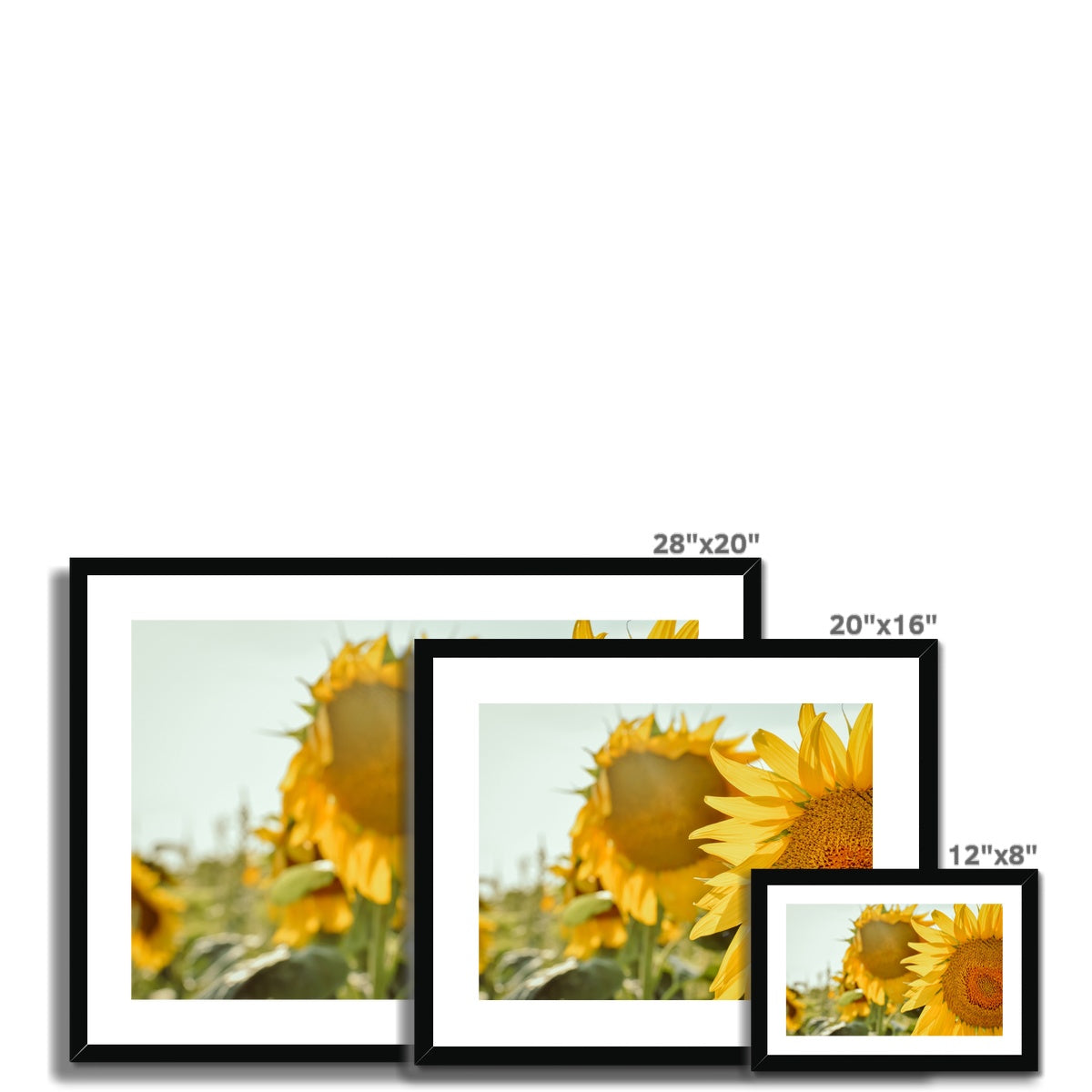 Sunflowers Framed & Mounted Print