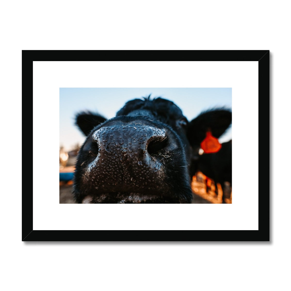 Nosey Framed & Mounted Print