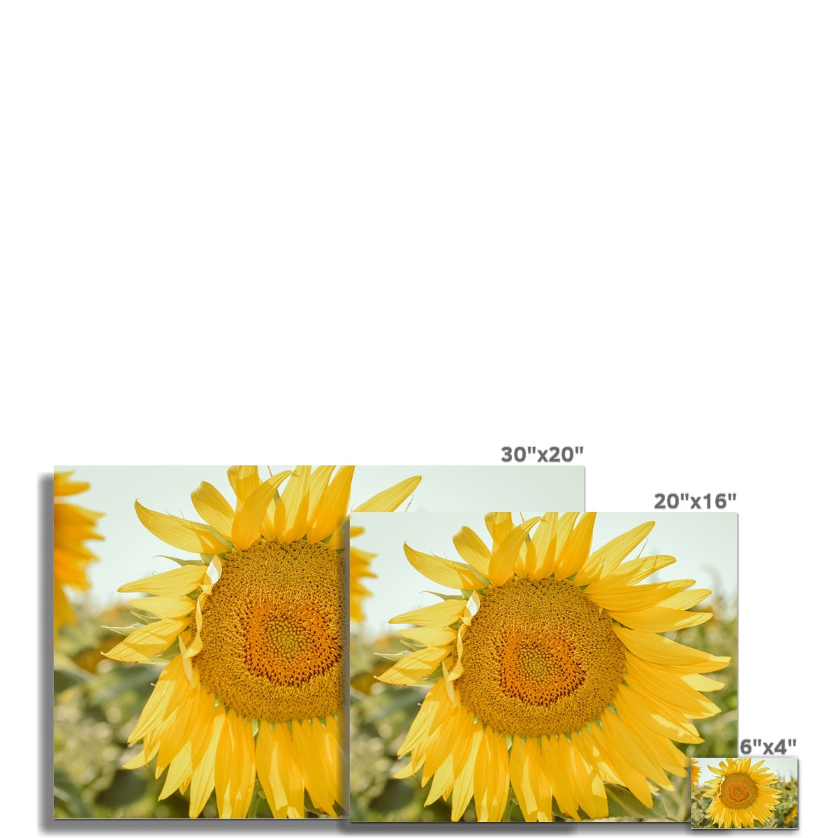 Single Sunflower Photo Art Print