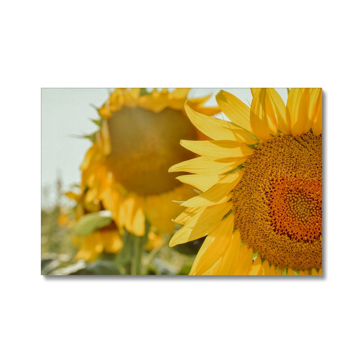 Sunflowers Canvas