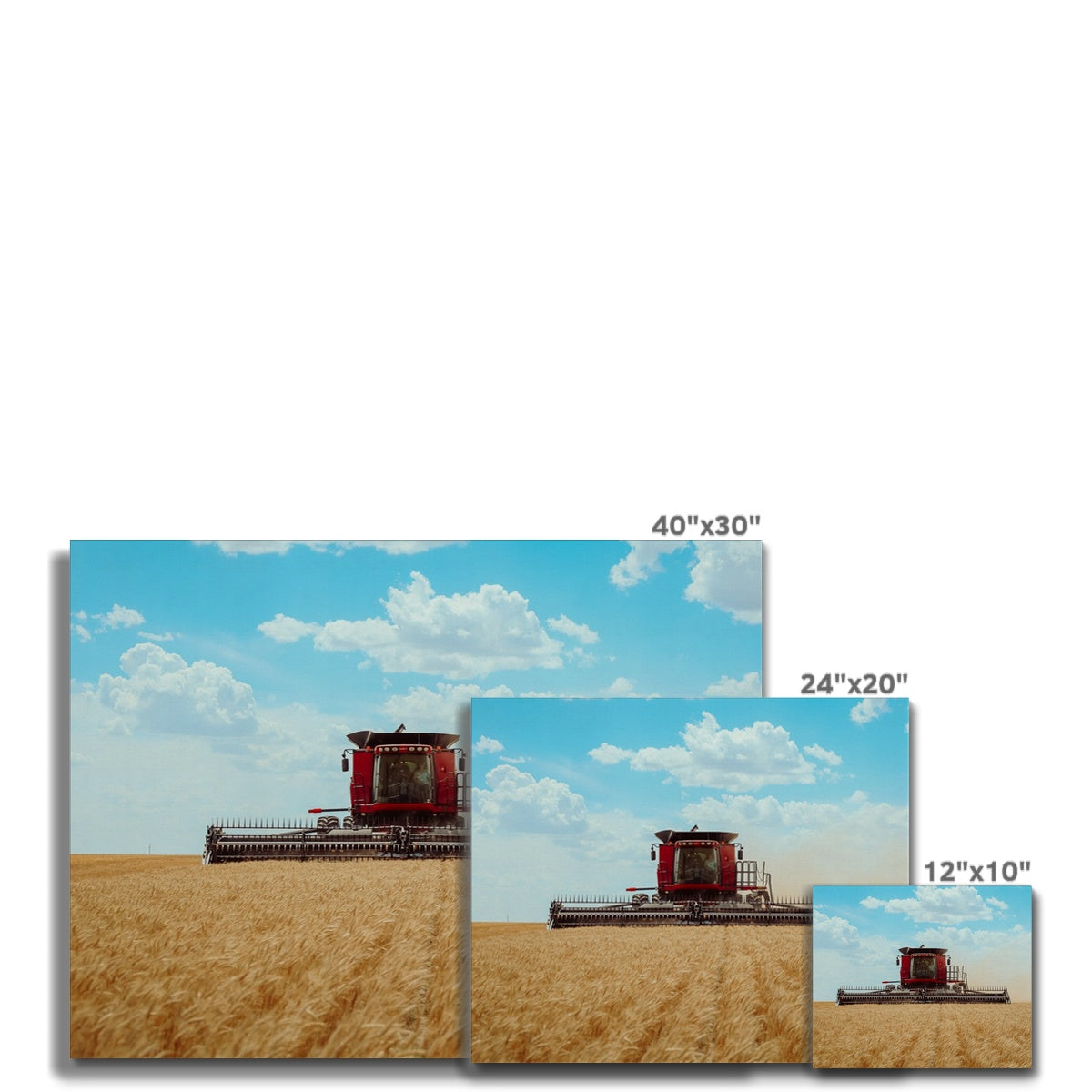 Golden Harvest Canvas