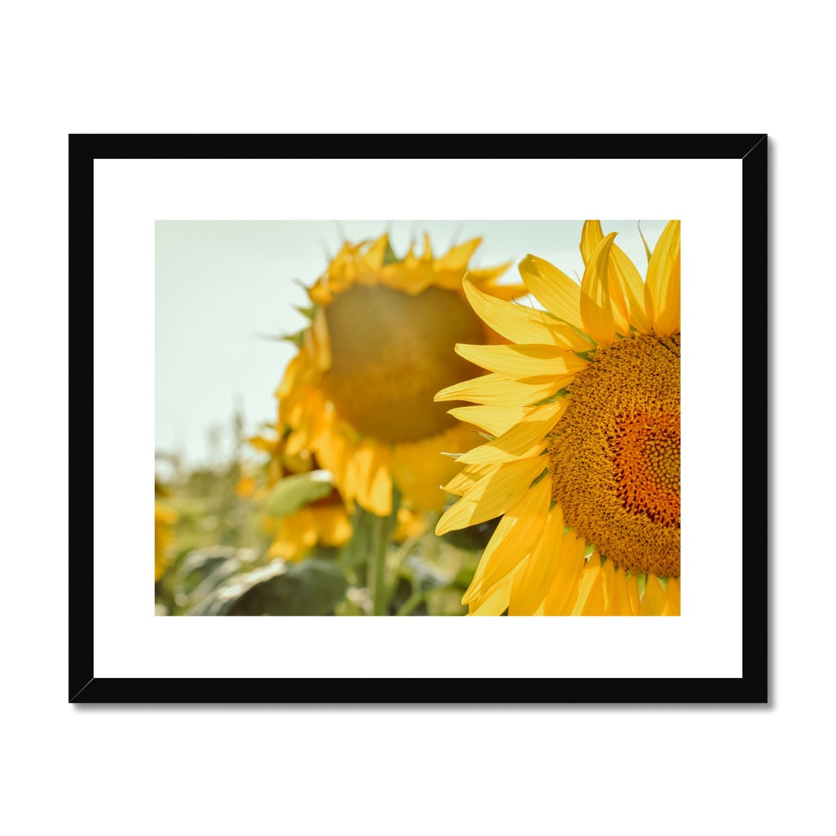 Sunflowers Framed & Mounted Print