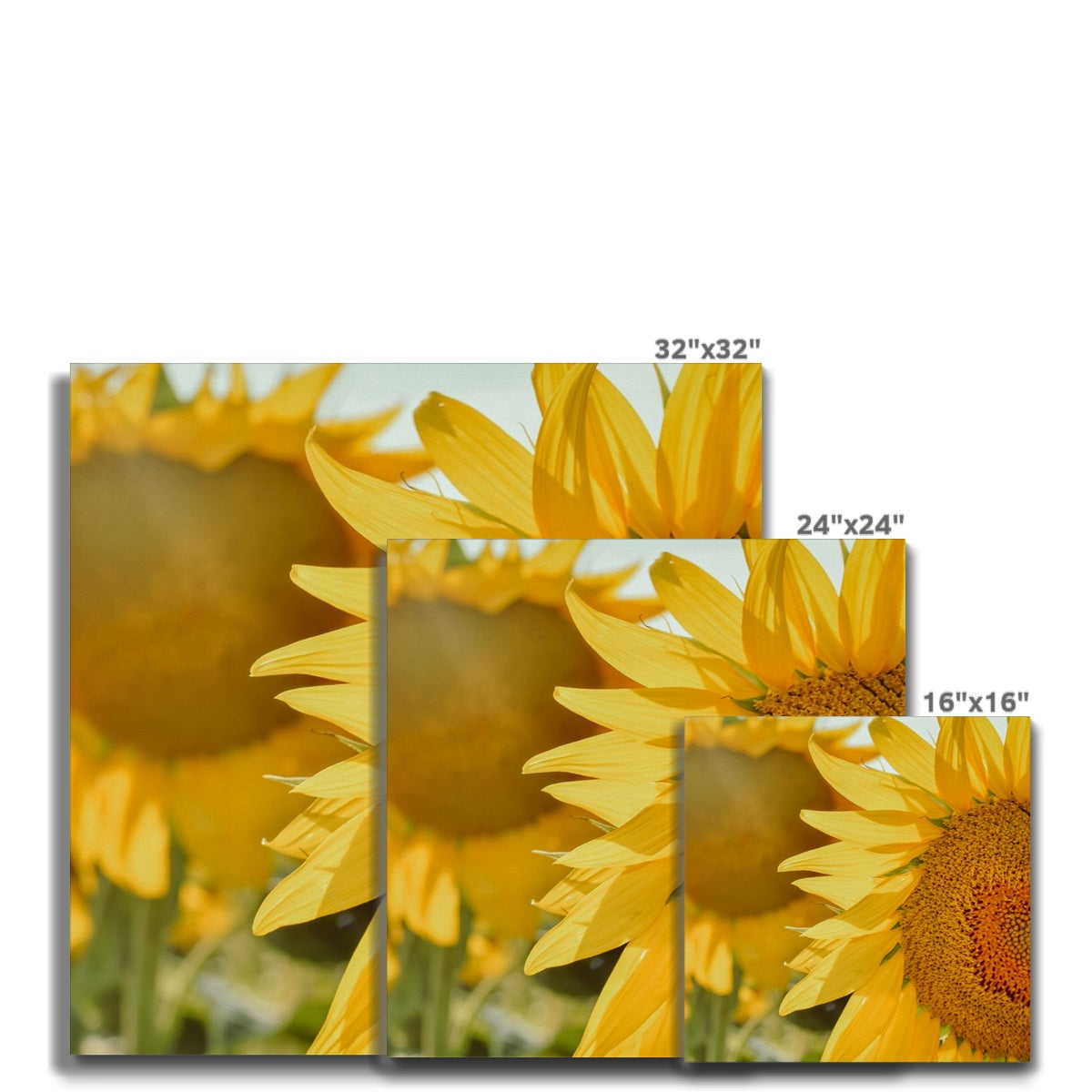 Sunflowers Canvas