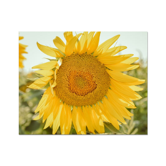 Single Sunflower Photo Art Print