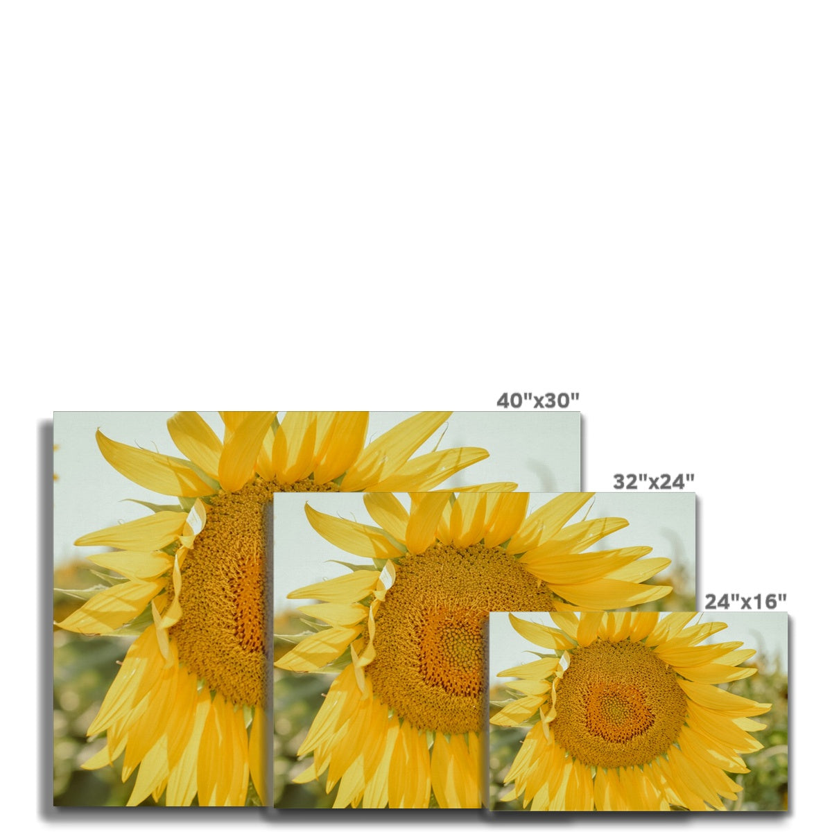 Single Sunflower Canvas