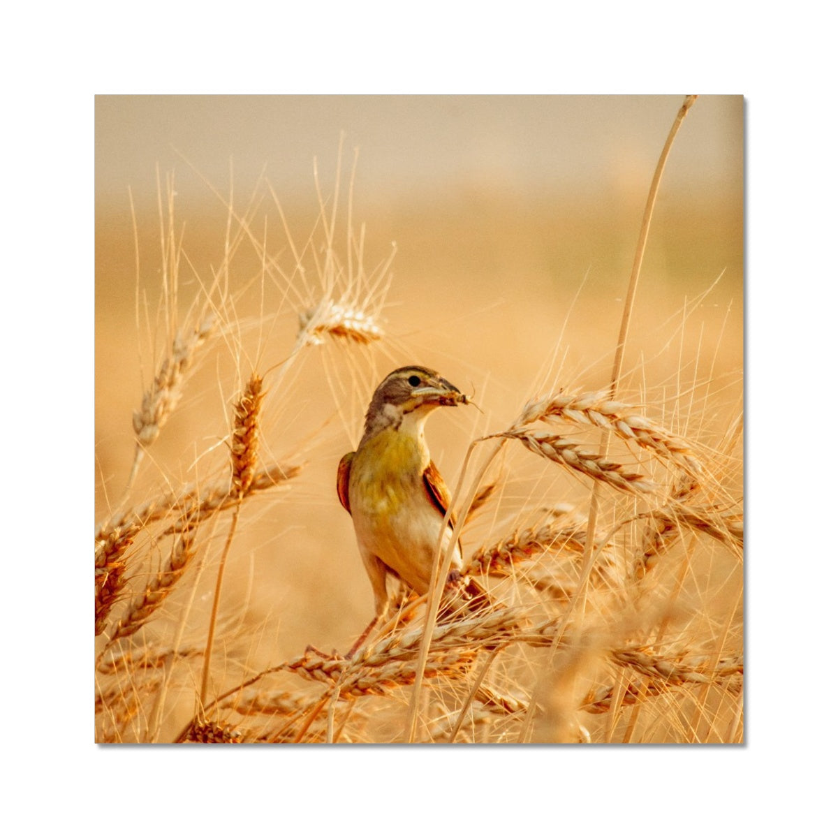 Meadowlark Photo Art Print