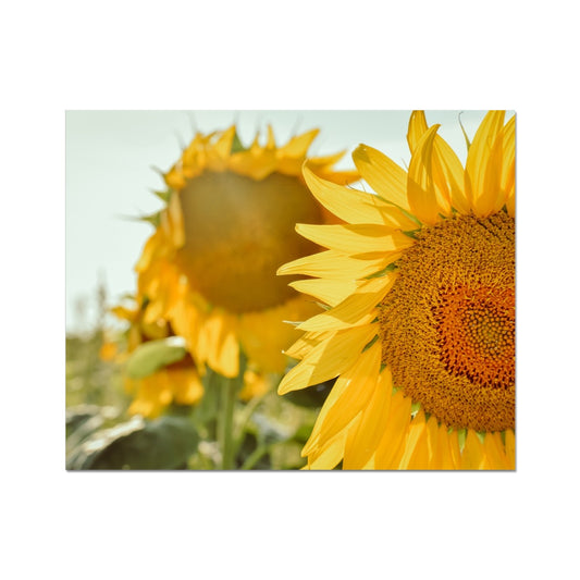 Sunflowers Photo Art Print