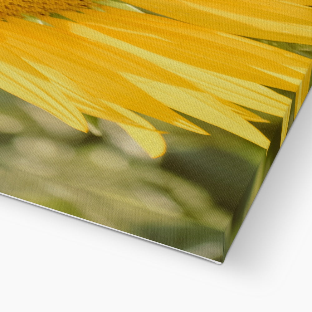 Single Sunflower Canvas