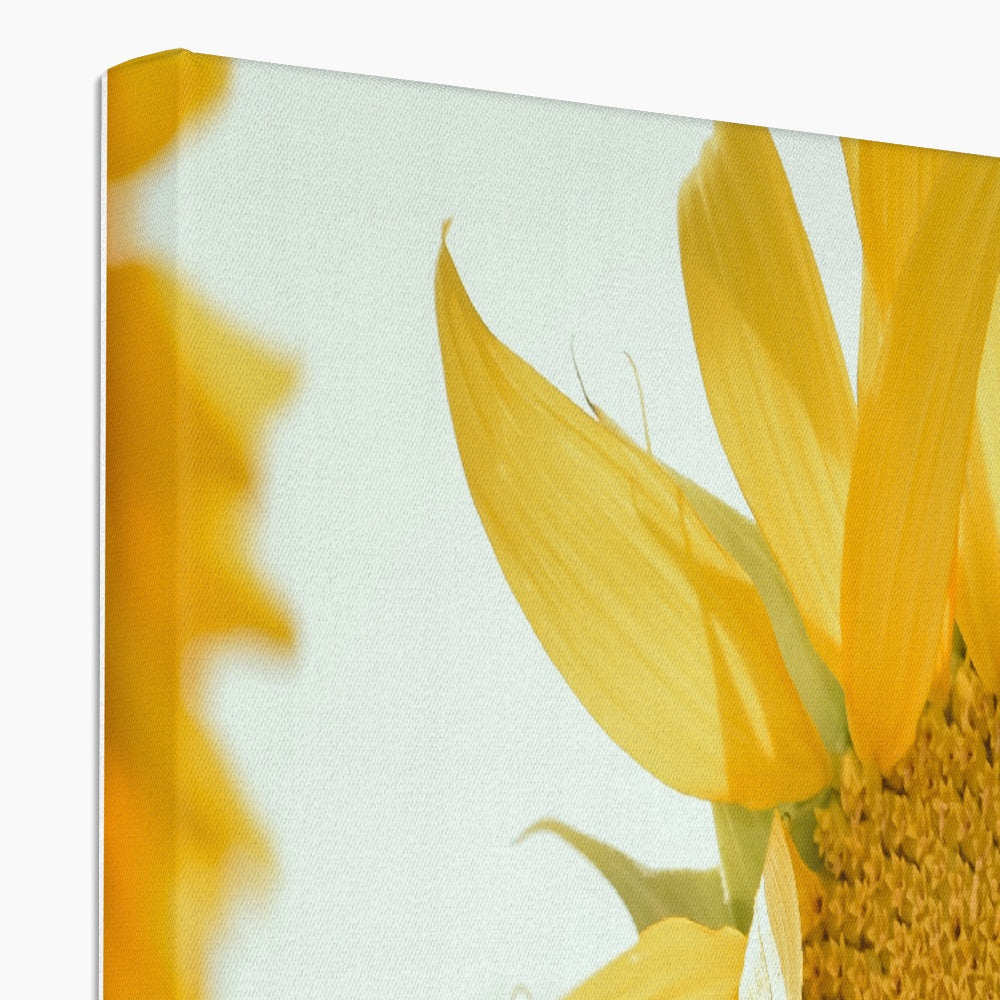 Single Sunflower Canvas