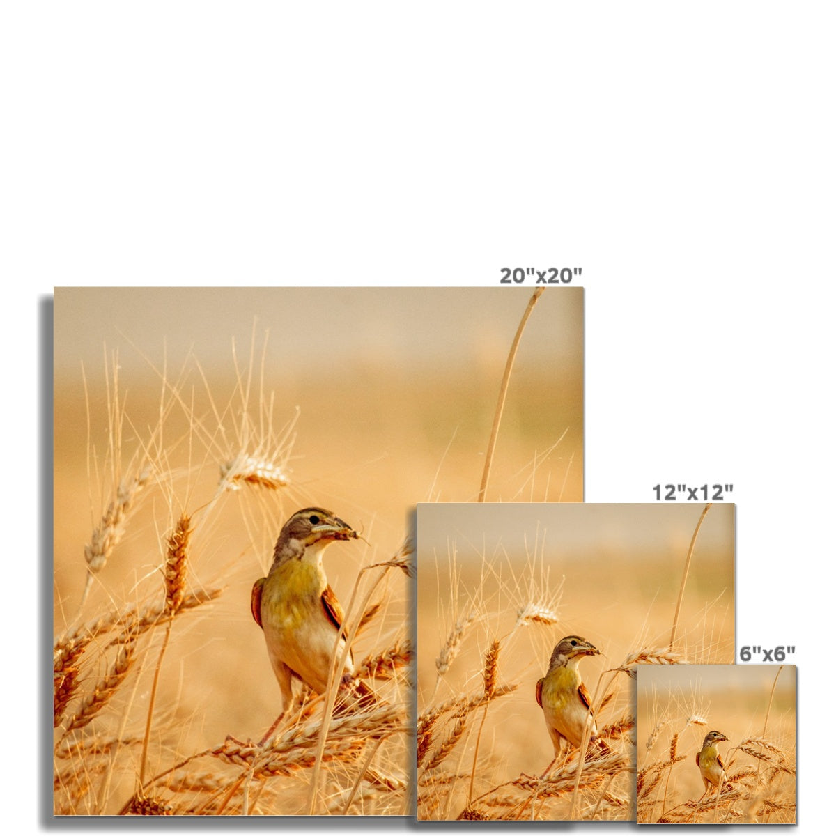 Meadowlark Photo Art Print