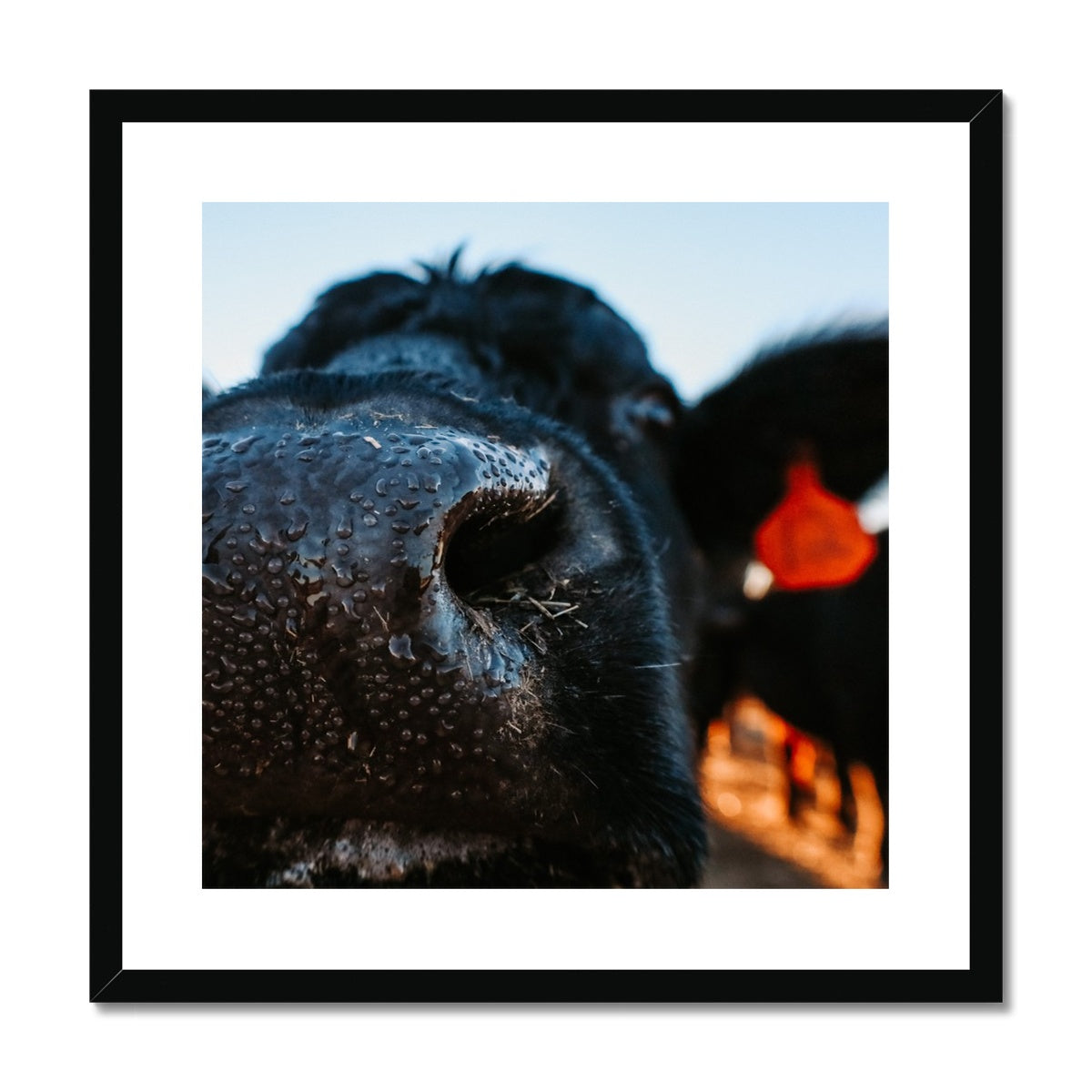 Nosey Framed & Mounted Print