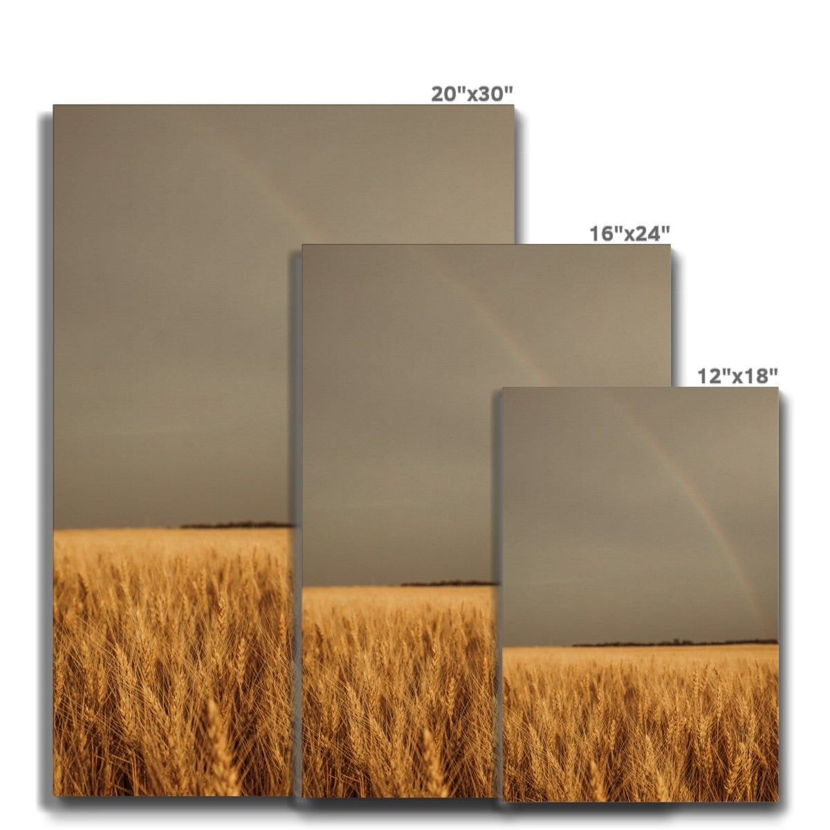 Wheat of Hope Canvas