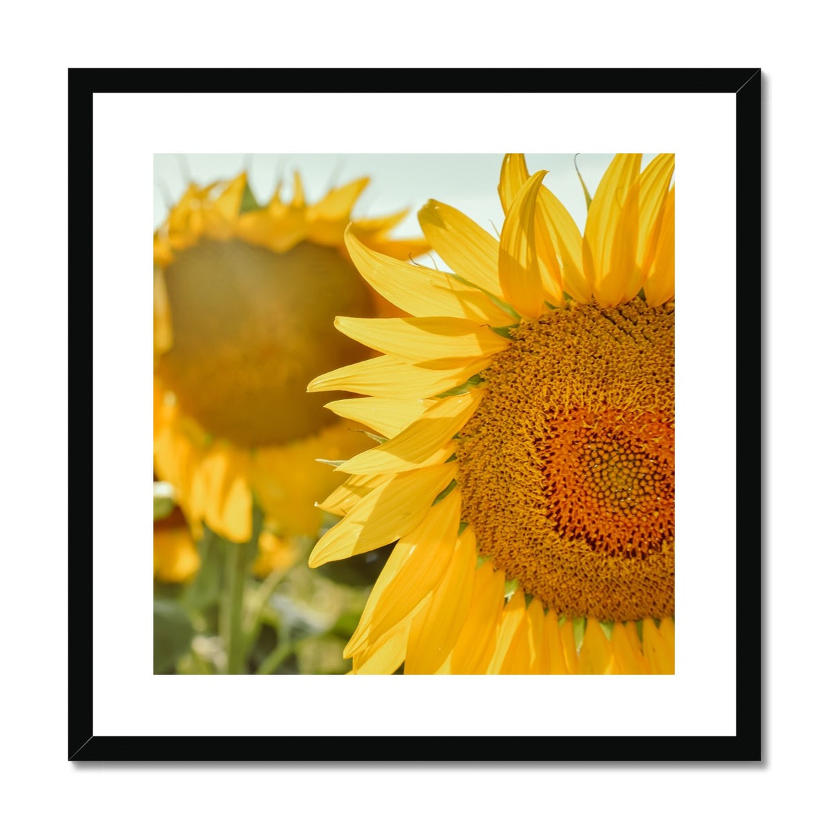 Sunflowers Framed & Mounted Print