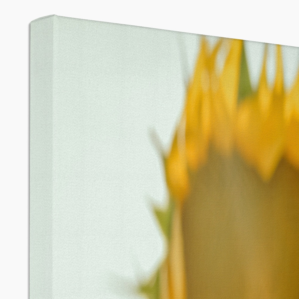 Sunflowers Canvas