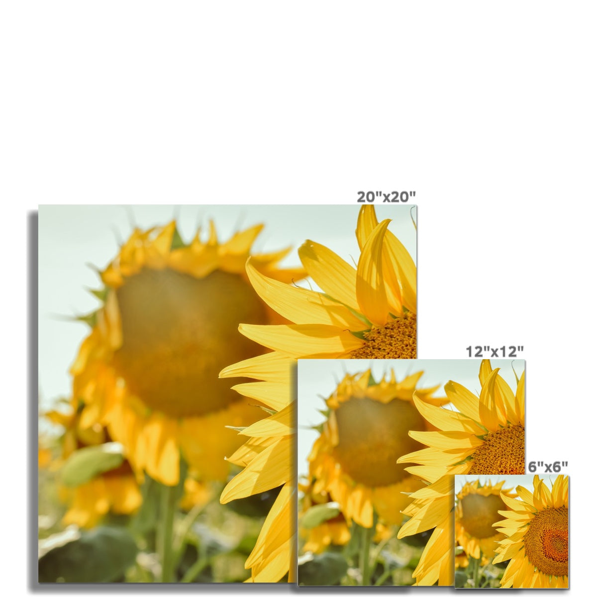 Sunflowers Photo Art Print