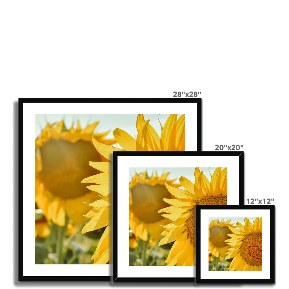 Sunflowers Framed & Mounted Print