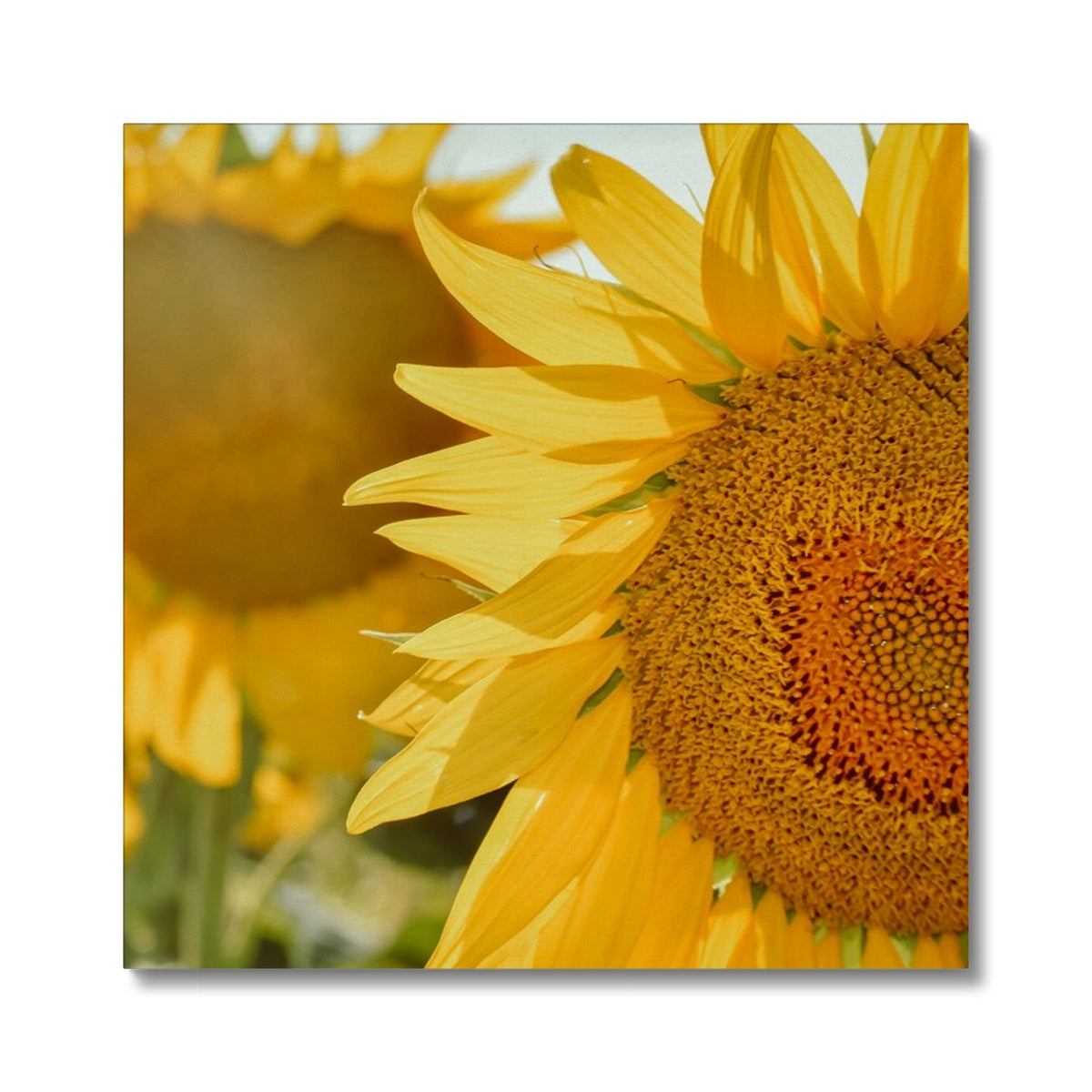 Sunflowers Canvas