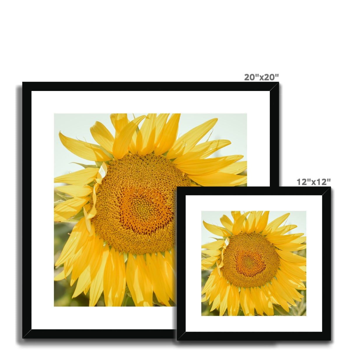 Single Sunflower Framed & Mounted Print