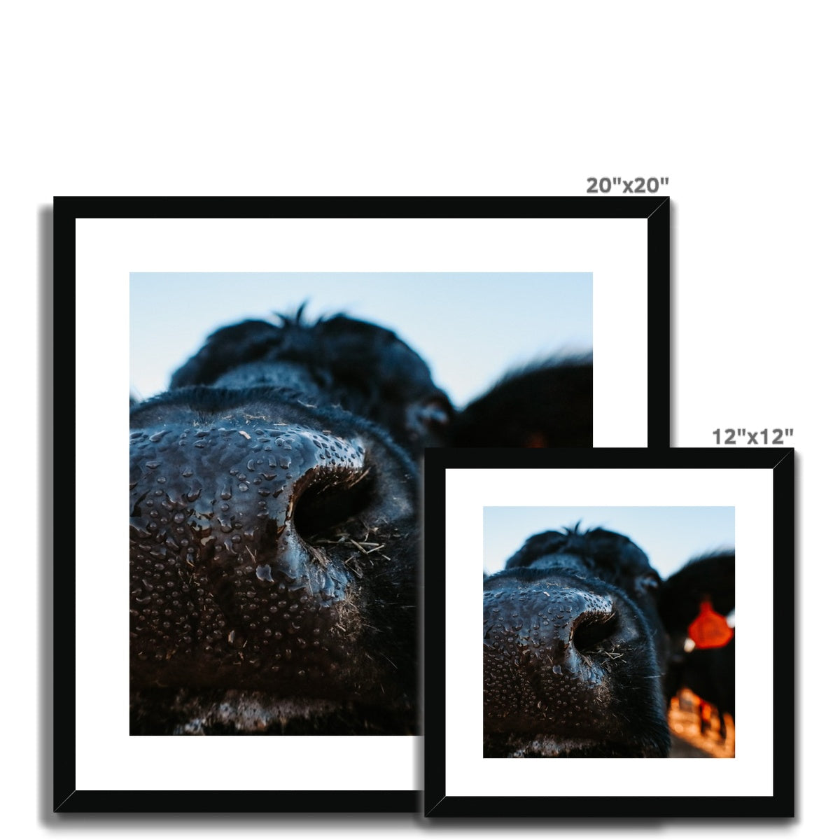 Nosey Framed & Mounted Print