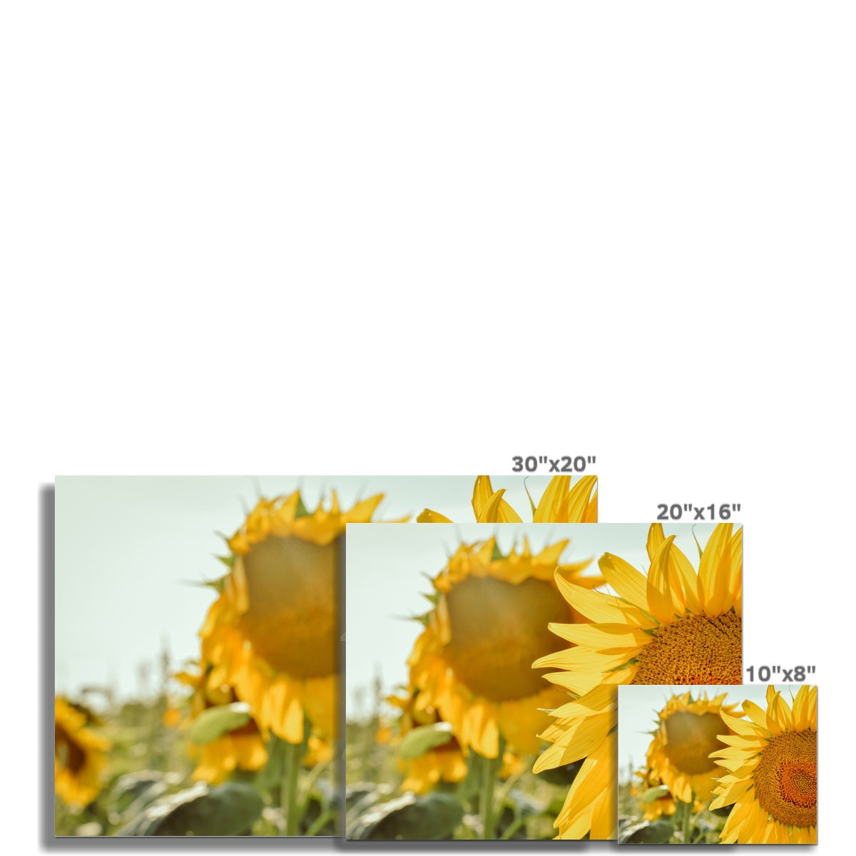 Sunflowers Photo Art Print