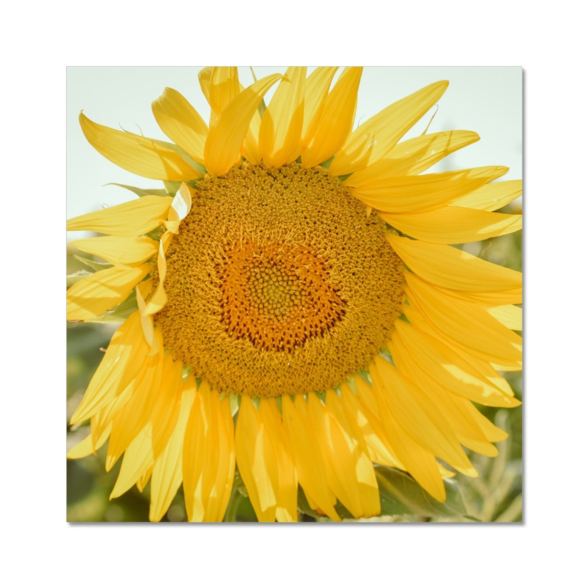 Single Sunflower Photo Art Print