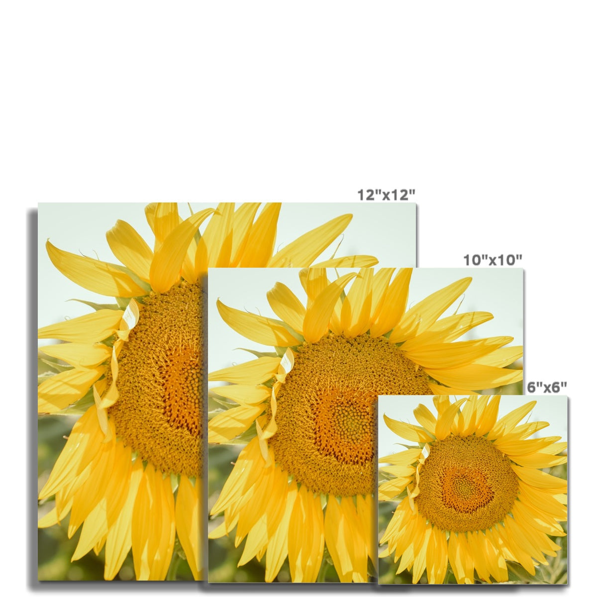 Single Sunflower Photo Art Print