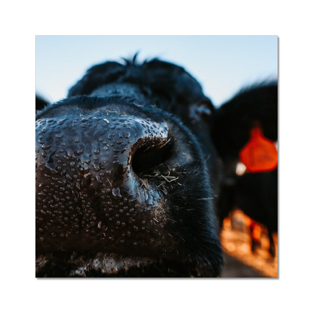 Nosey Photo Art Print