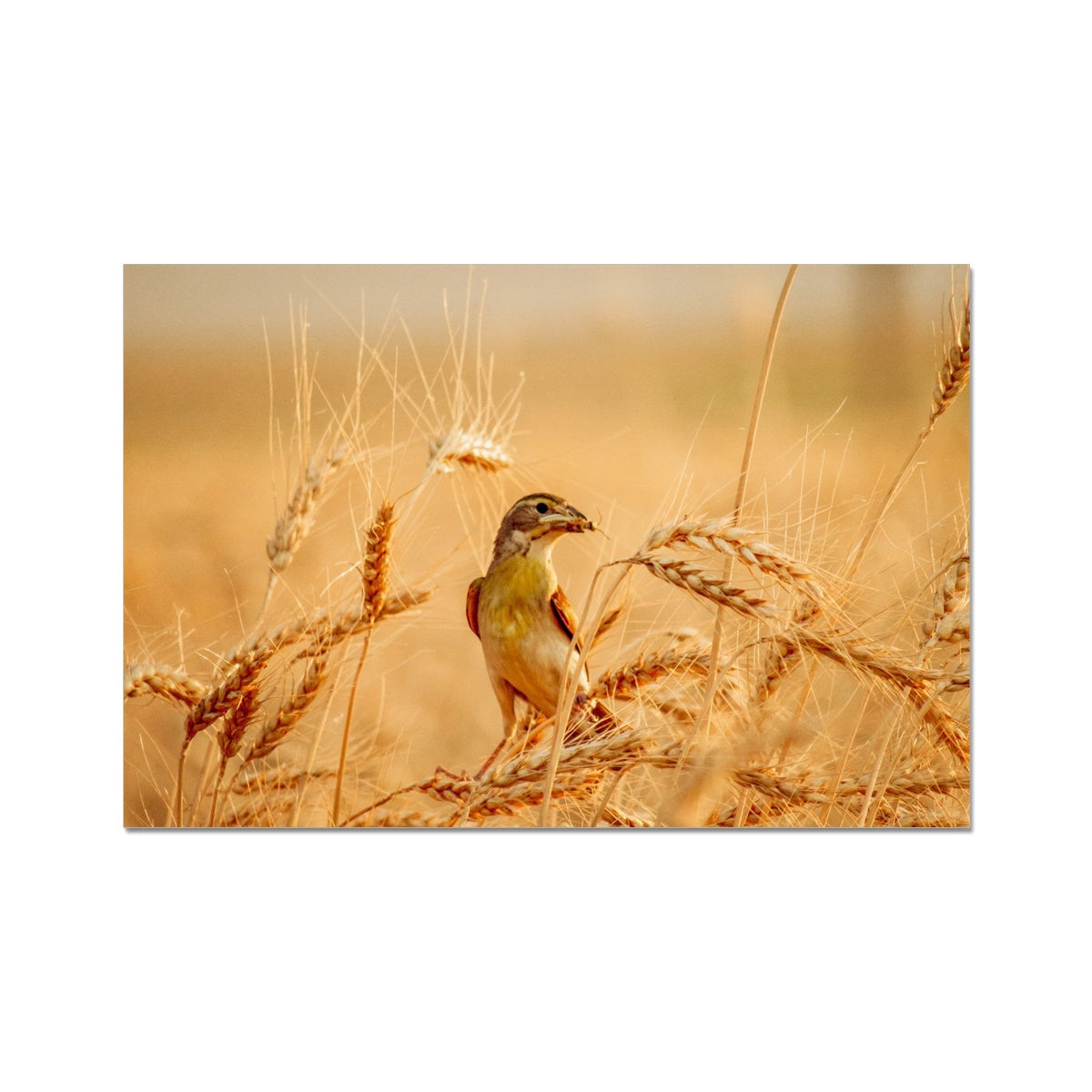 Meadowlark Photo Art Print