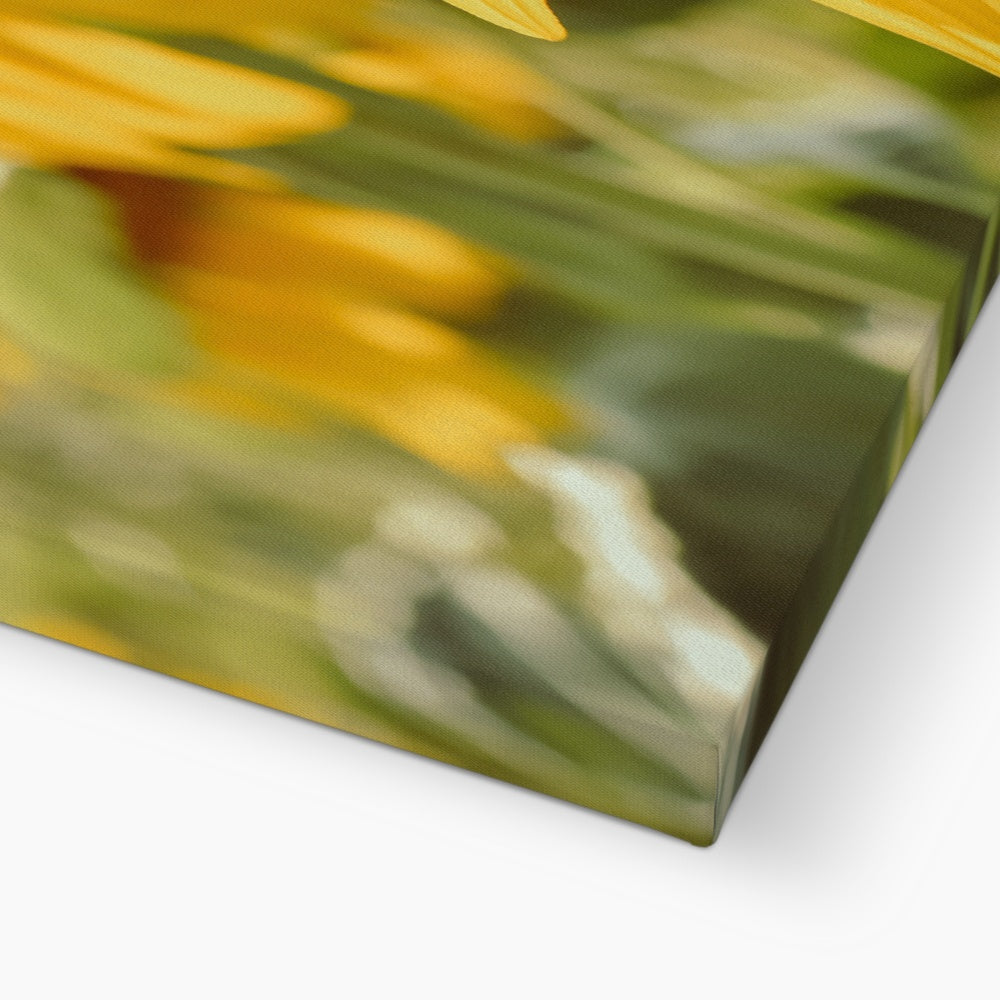 Sunflowers Canvas