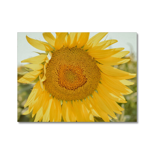 Single Sunflower Canvas