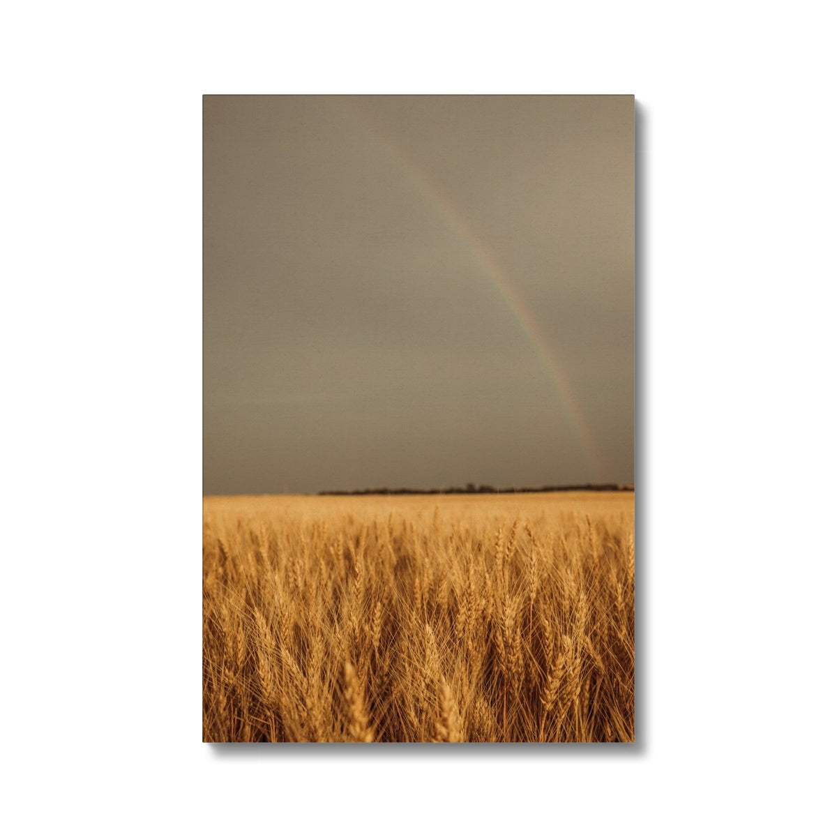 Wheat of Hope Canvas