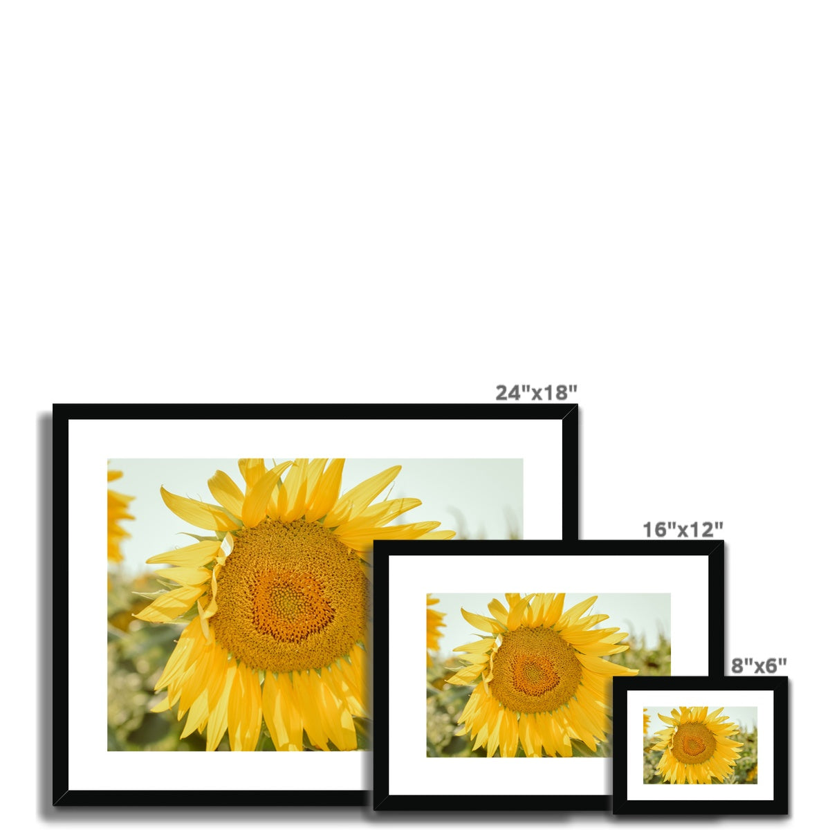 Single Sunflower Framed & Mounted Print