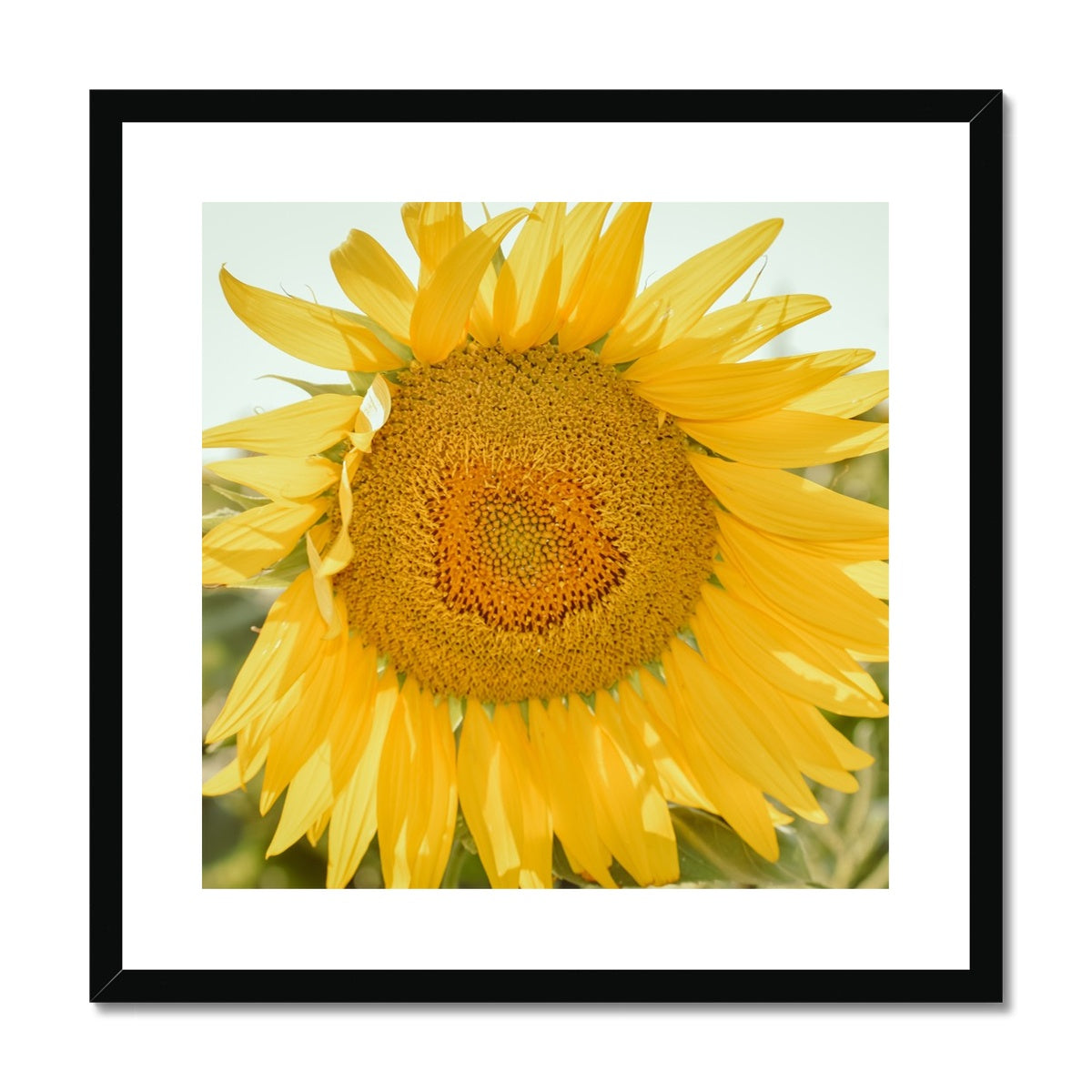 Single Sunflower Framed & Mounted Print