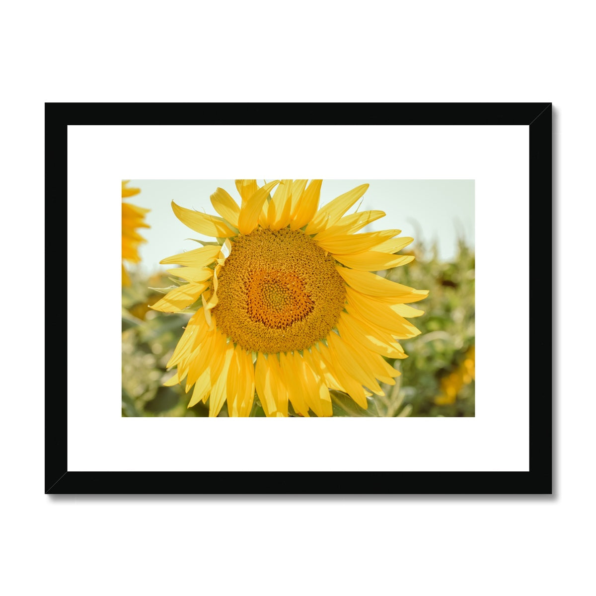 Single Sunflower Framed & Mounted Print