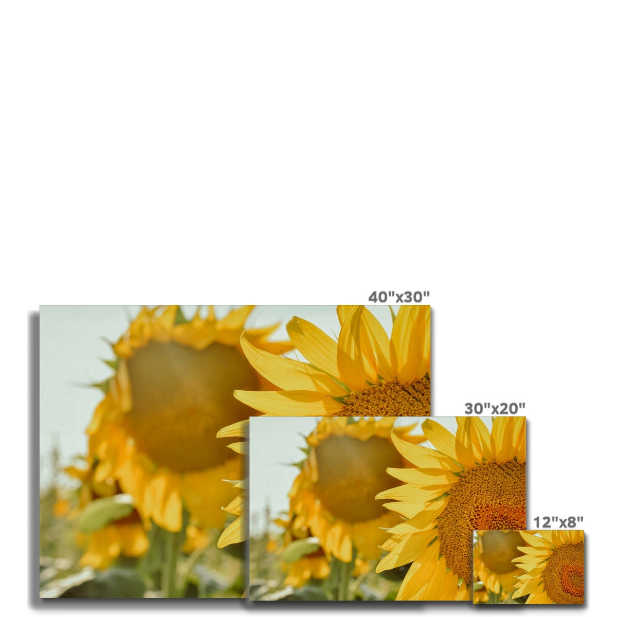 Sunflowers Canvas